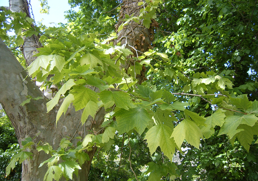 Plátano de sombra (Platanus × hispanica)