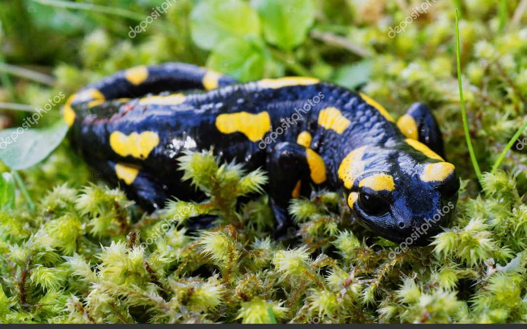 Salamandras, las hadas más antiguas